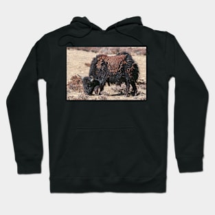 Juvenile Yak, Tibet. Hoodie